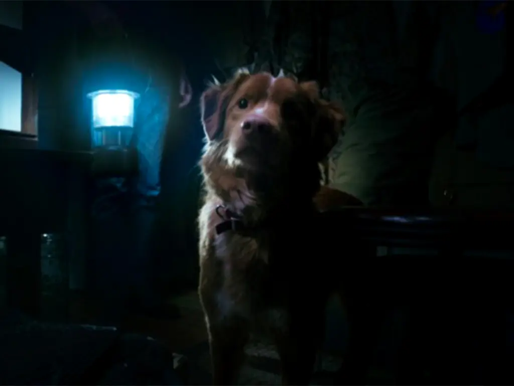 Brown dog with white chest markings sits in dimly lit room with bright blue light source in background window or doorway.